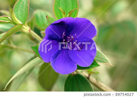 Shikonno button 89754027