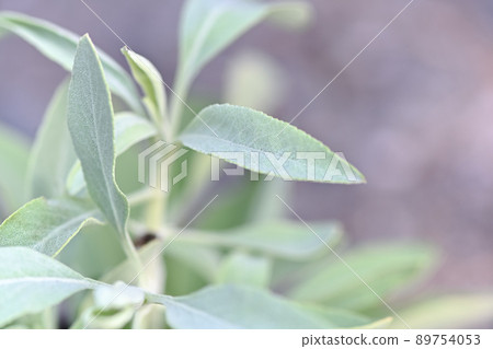 White sage 89754053