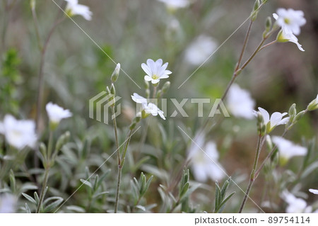 Serasuchumu Serasuchumu 89754114