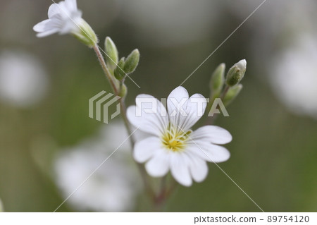 Serasuchumu Serasuchumu 89754120