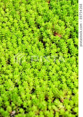Lots of sedum with beautiful greenery in the garden Lots of sedum with beautiful greenery in the garden 89754168