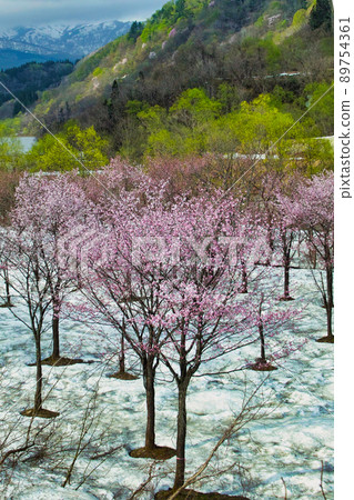 大澤小山櫻 大澤小山櫻 89754361