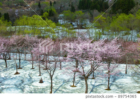 Sagae River Sakura Sagae River Sakura 89754365