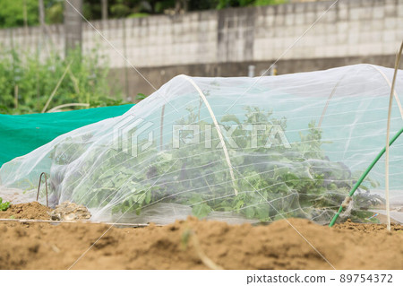 Insect repellent net tunnel cultivation 89754372