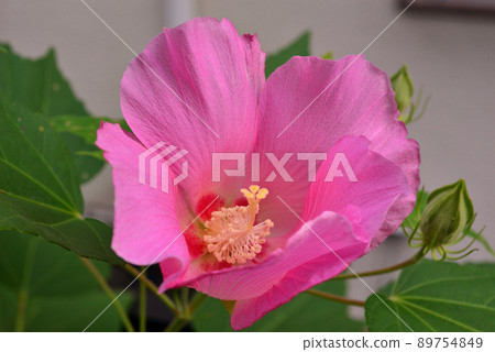 Fuyo flowers Fuyo flowers 89754849