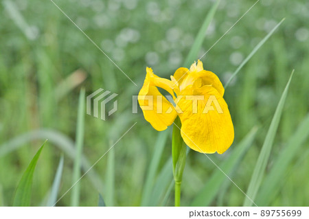 Image of spring Yellow iris flowers 89755699