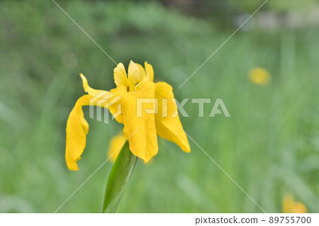 Image of spring Yellow iris flowers Image of spring Yellow iris flowers 89755700