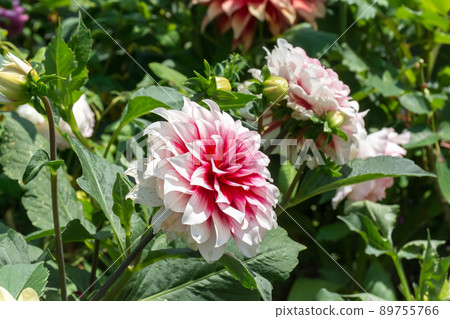 Blooming dali flower 89755766