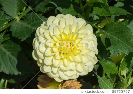 Blooming dali flower 89755767