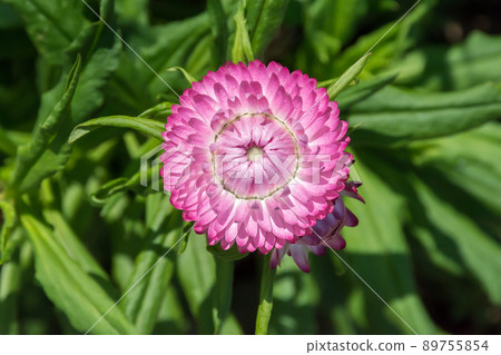 Blooming helichrysum 89755854