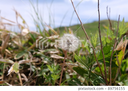 Dandelion's fluff 89756155