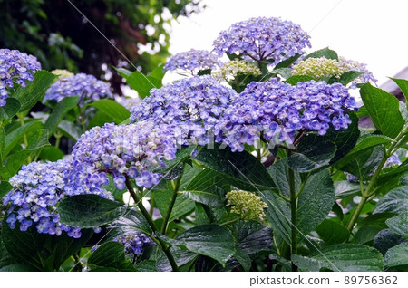 Hydrangea 89756362