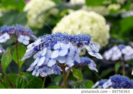  hydrangea 89756363