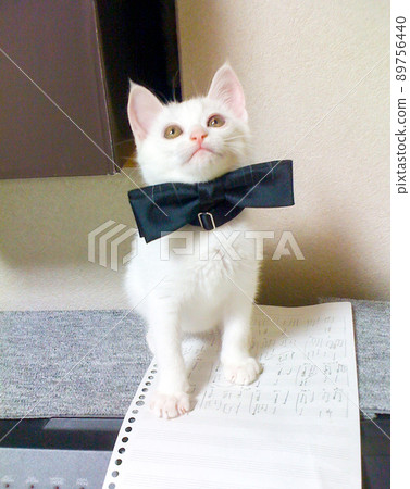 Kitten white cat wearing a bow tie 89756440