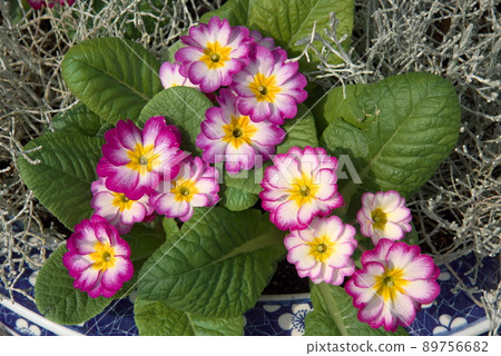 柯尼卡報春花 89756682