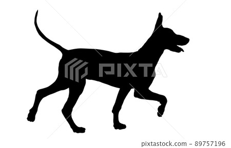 Walking mexican hairless dog puppy. Dog silhouette Walking mexican hairless dog puppy. Dog silhouette 89757196