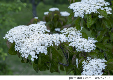大蒜花 大蒜花 89757302