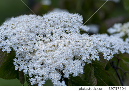 大蒜花 大蒜花 89757304