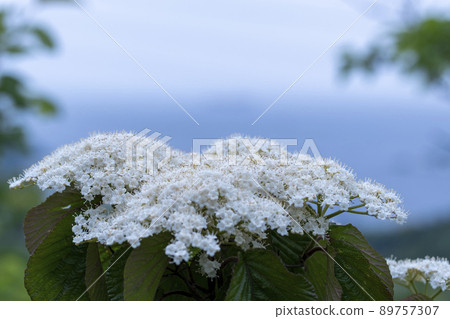 Garlic flowers Garlic flowers 89757307