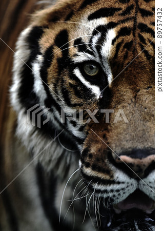 Miyazaki City Phoenix Zoo Tiger 89757432
