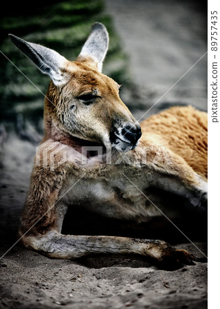 宮崎市鳳凰動物園的宮崎袋鼠 89757435