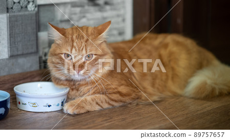 A beautiful red cat sits on the floor next to his food bowl. The cat is waiting for food, feed, feeding. 89757657