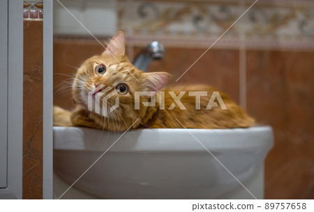 The red cat is resting in the washbasin. The cat guards the bathroom. 89757658