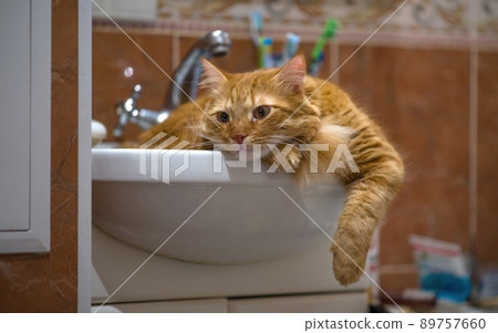 The red cat is resting in the washbasin. The cat guards the bathroom. 89757660