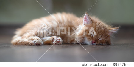 A cute little ginger kitten is lying on the floor. 89757661
