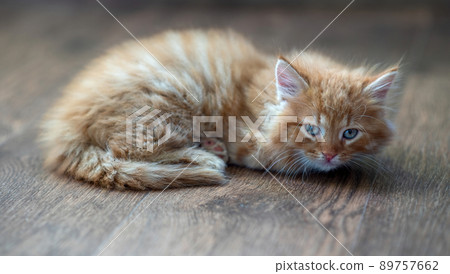 A cute little ginger kitten is lying on the floor. A cute little ginger kitten is lying on the floor. 89757662