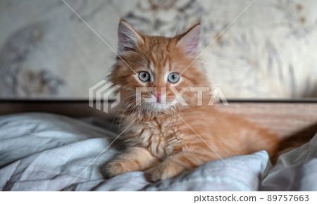 Cute ginger baby cat sitting on bed clothes. Cute ginger baby cat sitting on bed clothes. 89757663