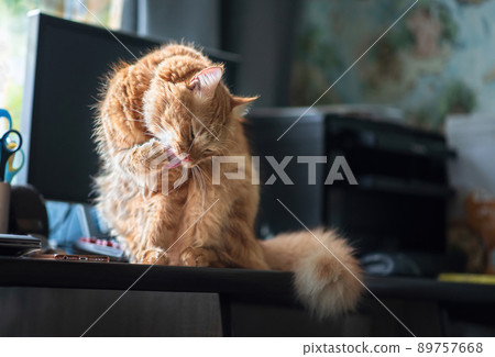 The red cat is washing himself sitting on the table. The red cat is washing himself sitting on the table. 89757668