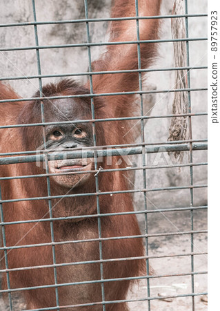 a monkey feeling loneliness and sadness behind jail. the eyes of a monkey as a result of being placed in a cage in the zoo a monkey feeling loneliness and sadness behind jail. the eyes of a monkey as a result of being placed in a cage in the zoo 89757923