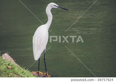 Portrait of A white heron bird stands white black long leg next the pond. 89757924