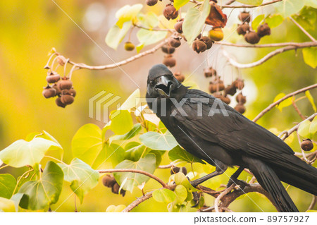 Carrion crow on branch with spring nature animal brid wildlife background. Carrion crow on branch with spring nature animal brid wildlife background. 89757927