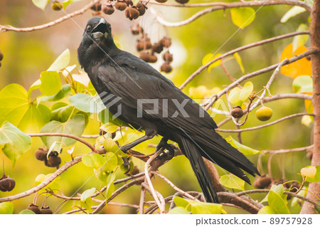 Carrion crow on branch with spring nature animal brid wildlife background. Carrion crow on branch with spring nature animal brid wildlife background. 89757928