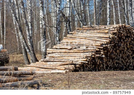 Logging timber, sawlog. Stack of pine logs lying on the ground in a mixed forest in spring, selected focus. Logging timber, sawlog. Stack of pine logs lying on the ground in a mixed forest in spring, selected focus. 89757949