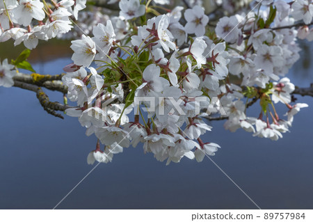 beautiful blooming branch sakura flowers or cherry blossom flowers blooming on the tree, natural background. Invitation card, copy space for text, pattern, wallpaper, banner, cover, mockup, for your 89757984
