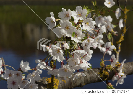 beautiful blooming branch sakura flowers or cherry blossom flowers blooming on the tree, natural background. Invitation card, copy space for text, pattern, wallpaper, banner, cover, mockup, for your 89757985
