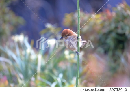 苔蘚女 89758040