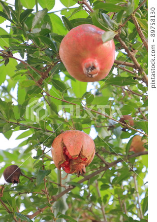 Dream fruit (pomegranate, stone sardine) that has preventive effects such as beauty, beautiful skin and health Dream fruit (pomegranate, stone sardine) that has preventive effects such as beauty, beautiful skin and health 89758130