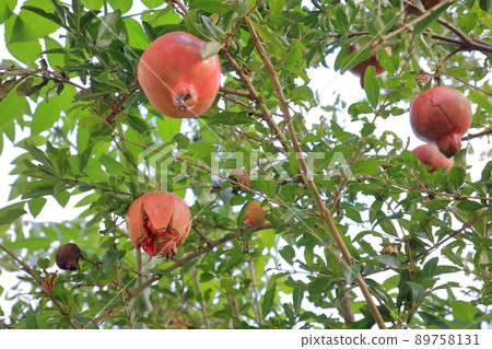 Pomegranate fruit with various effects such as female ally, beauty, and beautiful skin Pomegranate fruit with various effects such as female ally, beauty, and beautiful skin 89758131