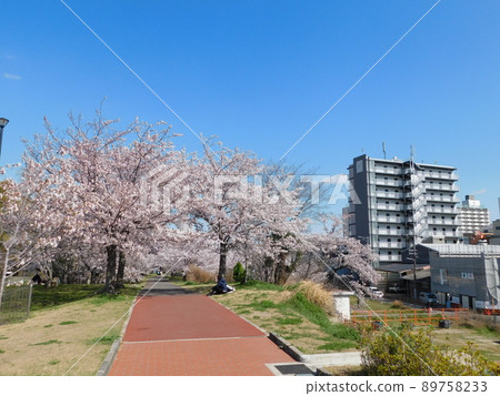 Yodogawa River Park in full bloom with cherry blossoms Nagara Riverside District (photographed in April 2022 in Kita Ward, Osaka City) Yodogawa River Park in full bloom with cherry blossoms Nagara Riverside District (photographed in April 2022 in Kita Ward, Osaka City) 89758233