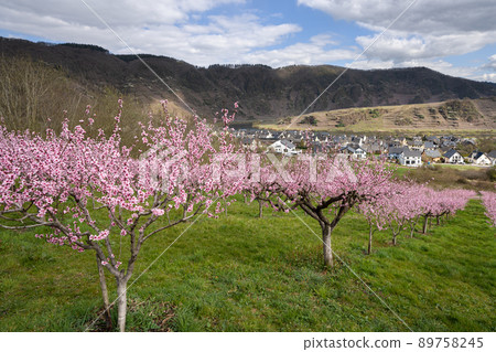 Springtime in Moselle region, Germany Springtime in Moselle region, Germany 89758245