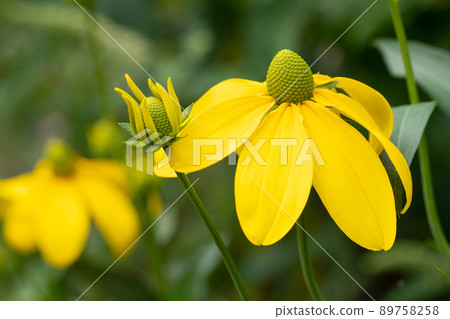 Shiny Coneflower, Rudbeckia nitida 89758258