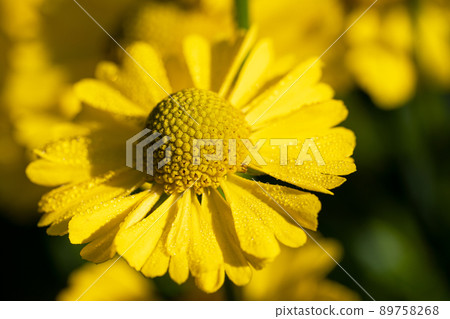 Helens Flower, Helenium 89758268