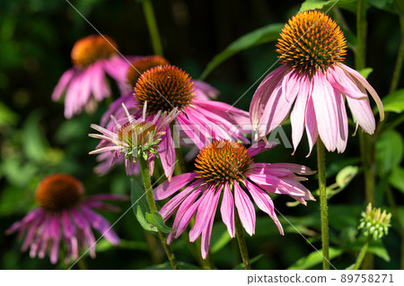 Coneflower, Echinacea purpurea 89758271