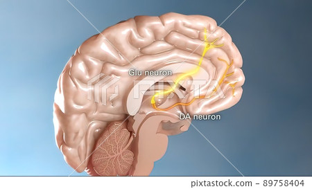 Internal structure of the brain neuron system Internal structure of the brain neuron system 89758404