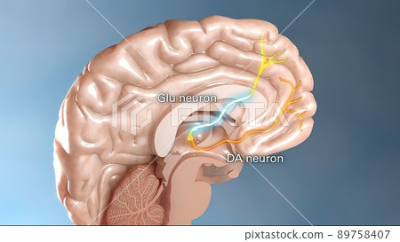 Internal structure of the brain neuron system Internal structure of the brain neuron system 89758407