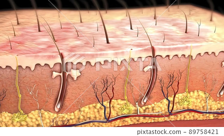 Skin anatomy diagram .Comparation good skin and skin with wrinkles. Illustration of skin cross section showing young skin and older skin 89758421